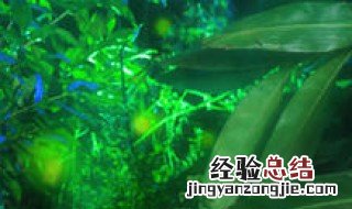 萤草繁殖方法 萤草名字来源