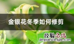 金银花冬剪技巧 金银花冬季如何修剪