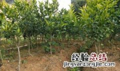 沃柑定植方法 沃柑怎么定植好