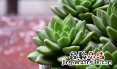 多肉植物叶子是否可以直接栽植物 多肉植物叶子是否可以直接栽植