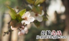 紫叶李花季是什么时候 紫叶李花季是什么时候开花