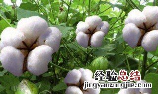如何选择棉花种子品种 如何选择棉花种子