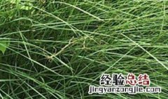 龙须草的养殖方法和注意事项视频 龙须草的养殖方法和注意事项