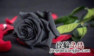 黑玫瑰花语是什么 黑玫瑰花语是什么意