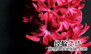 红色风信子花语是什么意思 红色风信子花语