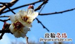 白梅花寓意是什么 白梅花有什么寓意