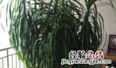 龙须树多久浇一次水 龙须树浇水方法介绍