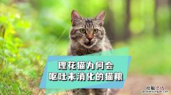 为什么小猫不吃猫粮