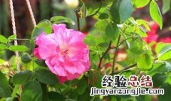 月季花适合在室内养吗 月季花的功效与作用