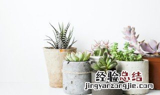 多肉植物可以用腐叶土种植吗 多肉植物能用腐叶土种植吗