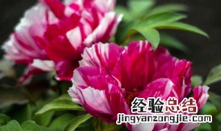 牡丹花花语和寓意是什么 牡丹花花语和寓意