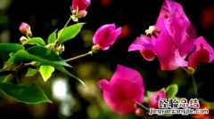 什么花香味浓还四季开