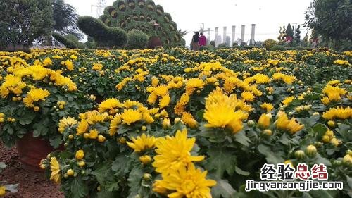 新乡适合养什么花，市花和市树是什么