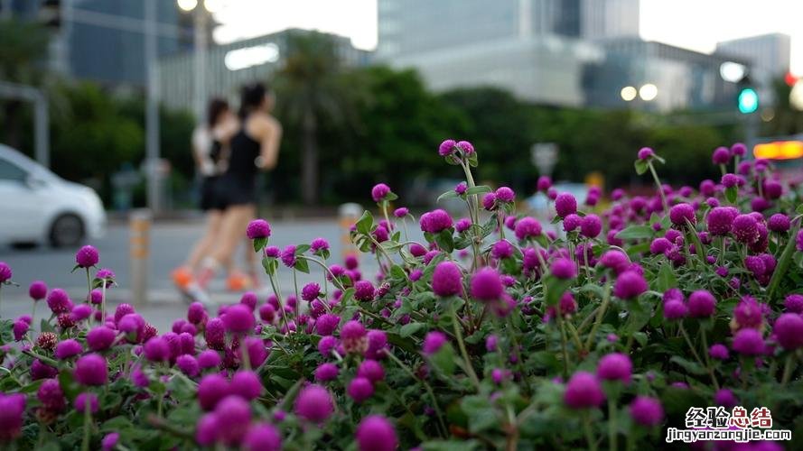 荆州适合养什么花，市花和市树是什么