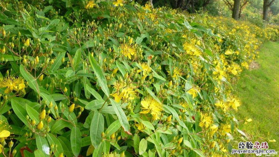 荆门适合养什么花，市花和市树是什么