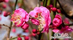 聊城适合养什么花，市花和市树是什么