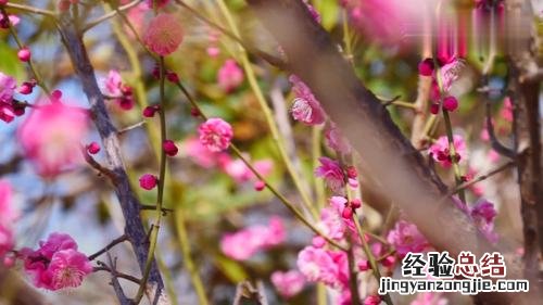 洛阳适合养什么花，市花和市树是什么