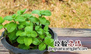 室内薄荷盆栽怎么种 薄荷盆栽怎么养?盆栽薄荷养殖方法