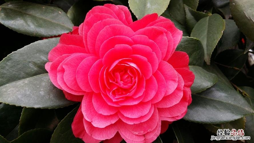 岳阳适合养什么花,市花和市树是什么