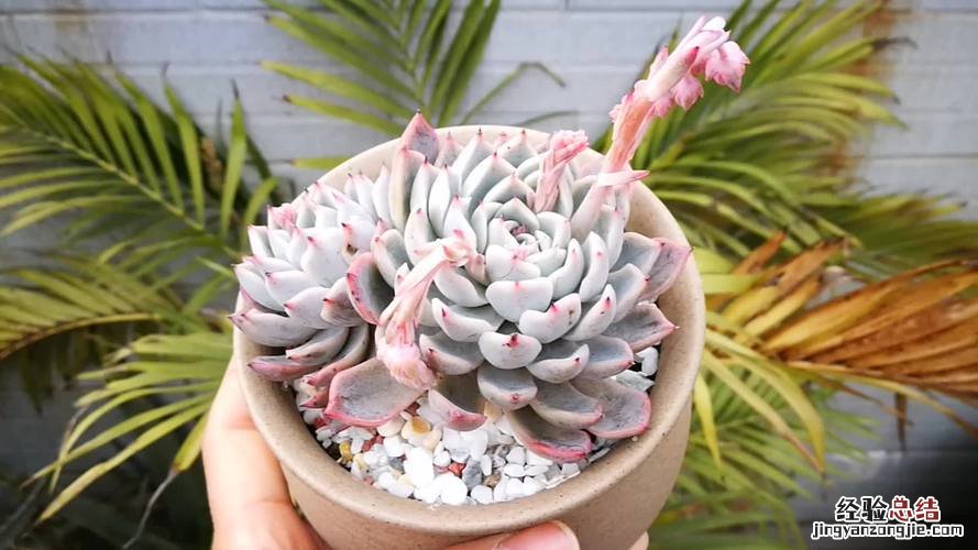 多肉植物怕冷吗