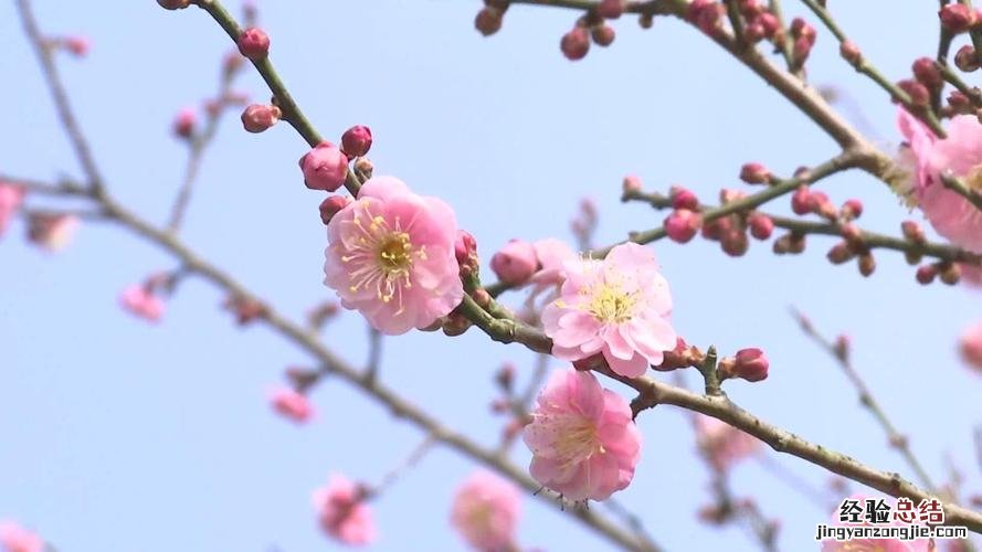 梅花什么时候开，哪种梅花能一年开两次