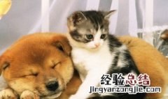 晚上家里进黑猫进宅预兆 黑猫入宅的预兆