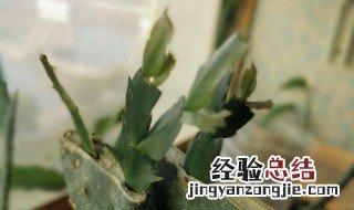 仙人掌嫁接蟹爪兰冬季养护 仙人掌嫁接蟹爪兰的养殖方法冬季