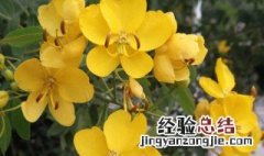 黄槐决明花语寓意 黄槐决明的花序类型