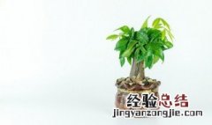 进门鞋柜上摆什么植物旺财 进门鞋柜摆放招财植物