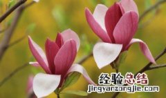 玉兰花的寓意和象征是什么 玉兰花意义象征是什么