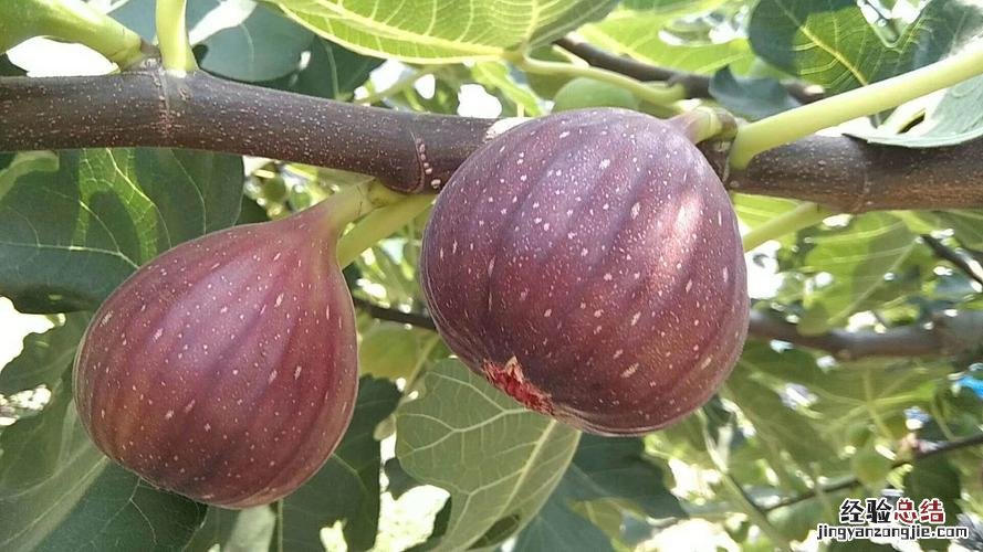 无花果怎么种植