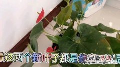 红掌多久浇一次水