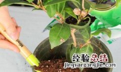 茶树的养殖方法视频 茶树的养殖方法