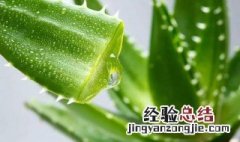 芦荟胶的正确用法祛痘 淡斑效果排名第一