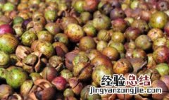 广东油茶是哪里的特产 油茶是哪里的特产