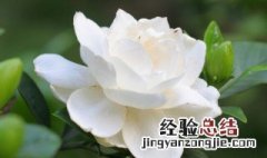 栀子花的寓意和象征是什么