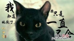 猫妖传的意义