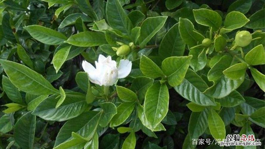 栀子花掉叶子怎么回事