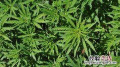 麻是什么植物