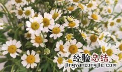 洋甘菊花语和象征 洋甘菊花语寓意