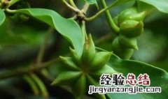 八角种子怎么种植 八角种子怎么种植方法