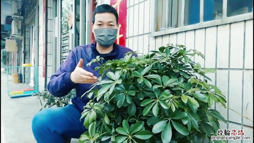 鸭脚木怎么修剪