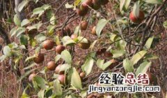 一亩油茶能产多少油茶籽 油茶一亩可产多少茶籽