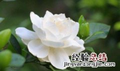 栀子花摘下来怎么保存 如何保存栀子花