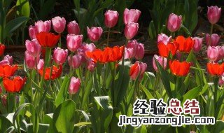 郁金香花花谢后怎么处理 如何处理谢了的郁金香花