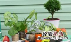 适合放办公室的植物有哪些? 适合放办公室的植物有哪些