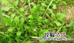 泥胡菜什么味