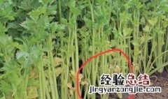 水芹菜什么时候种植最合适 水芹菜什么时候种植