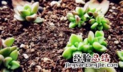 多肉根发芽后怎么移栽 多肉植物发芽生根了怎么种植