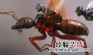 灭蚂蚁的方法 灭蚂蚁的方法灭红火蚂蚁的方法